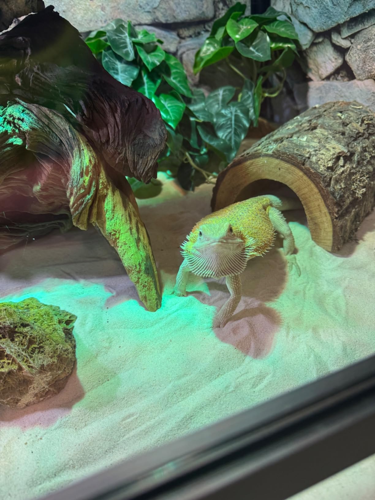 Reptile Habitats 4x2x2 (120 Gallon) Reptile Enclosure V3 PVC Panels, Glass Doors, Lightweight, Easy to Assemble, Heavy Duty Screen, Aluminum Frame customer photo 1