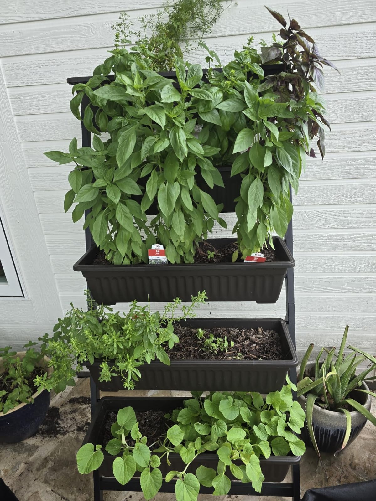 TOREVSIOR 5-Tier Vertical Raised Garden Bed, Elevated Herb Planter Box | Outdoor & Indoor, For Vegetables Flowers, with Water Drainage customer photo 1