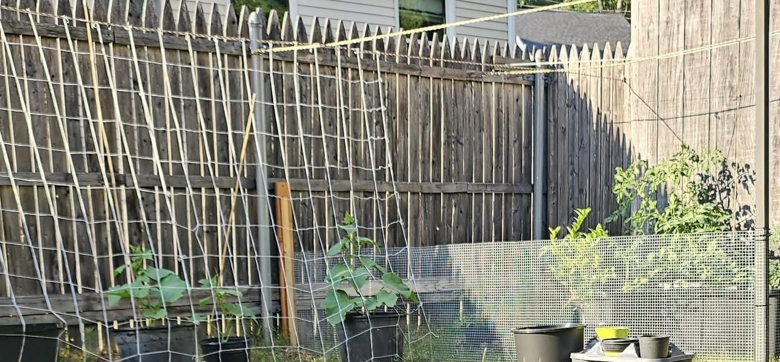 Sukh Trellis Netting for Climbing Plants - 5 x 15 ft Garden Net, 2 Pack | Polyester Plant Netting Support for Cucumbers & Tomato, Soft & Durable, White Garden Nets for Vines, Vegetables & Fruits customer photo 1