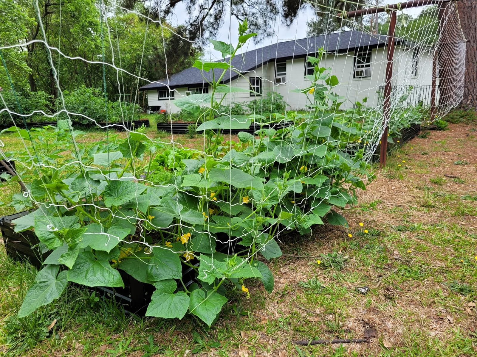 Sukh Trellis Netting for Climbing Plants - 5 x 15 ft Garden Net, 2 Pack | Polyester Plant Netting Support for Cucumbers & Tomato, Soft & Durable, White Garden Nets for Vines, Vegetables & Fruits customer photo 2