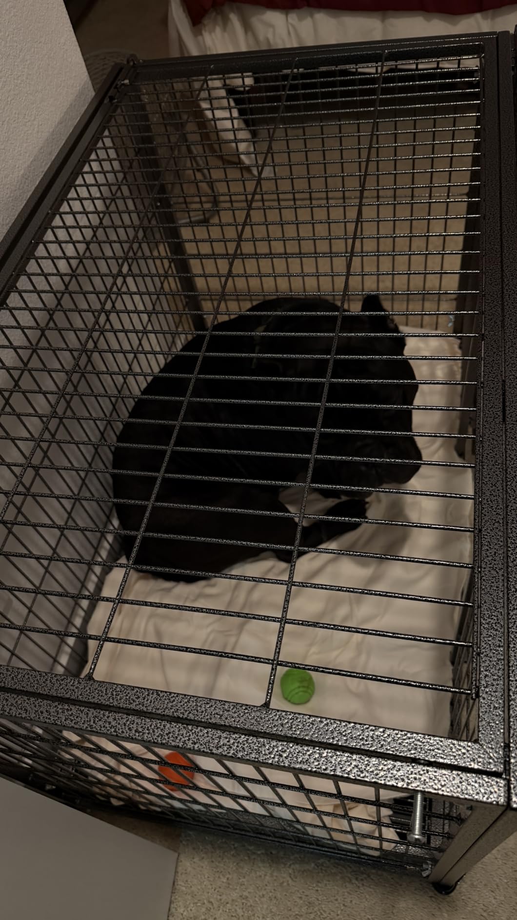 BOLDBONE 48 inch Heavy Duty Indestructible and Escape-Proof Dog Crate Cage Kennel for Large Dogs, High Anxiety Dog Crate with Removable Wire Trays and Wheels, Extra Large XL XXL, Black customer photo 1