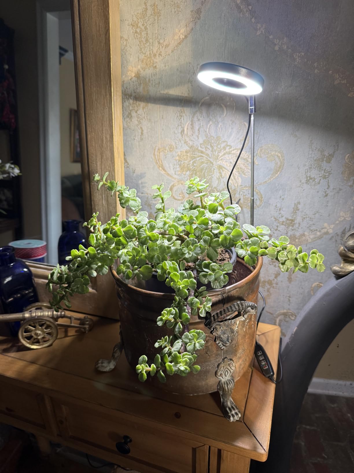 Aokrean Plant Grow Light, 48 LEDs Full Spectrum Grow Lights for Indoor Plants, Height Adjustable Small Halo Grow Light with Base, 3 Optional Spectrums, Auto Timer 3/9/12Hrs, 10 Brightness, 3 Pack customer photo 1