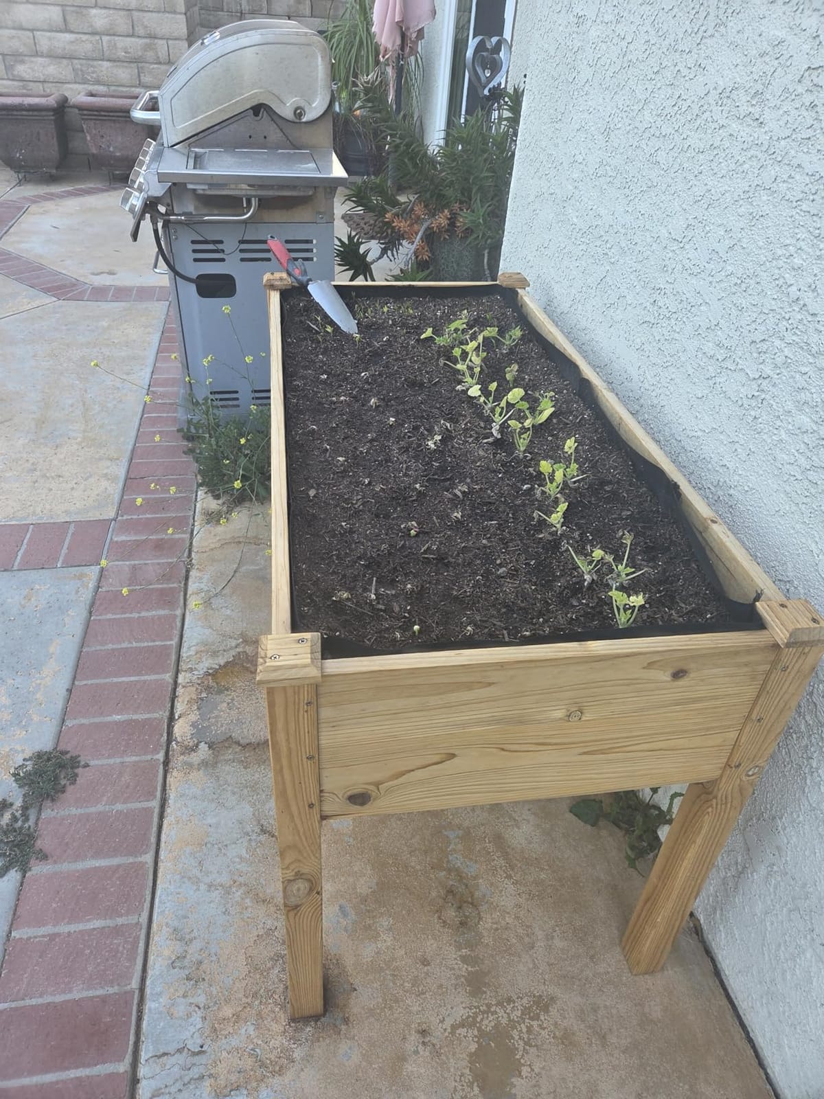 Cedar Raised Garden Bed with Legs, Outdoor Planter Box 48x24x30, 200lb customer photo 2
