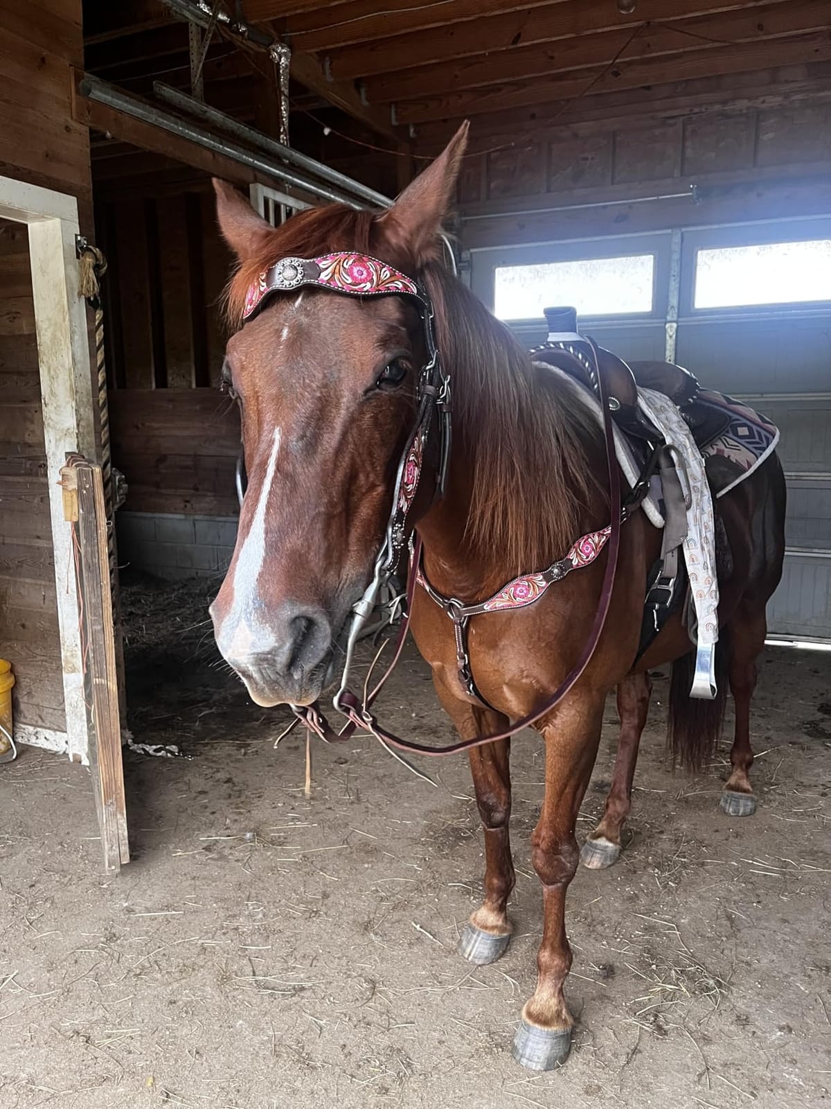 CHALLENGER Horse Western Leather Tooled Headstall Bridle Breast Collar Tack Set 78HRBrowbandSet customer photo 2