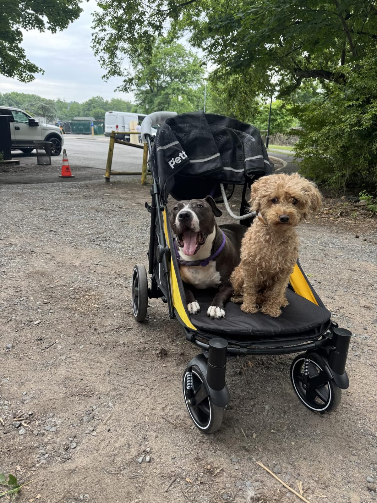 Petbobi Dog Stroller for Large Medium Dogs up to 80 lbs, Dual Entry | One-Hand Fold, One-Foot Brake, All Terrain 360 Swivel Front Wheel, Heavy Duty Air Mesh Wagon, Low Step-In for Senior Pets customer photo 2