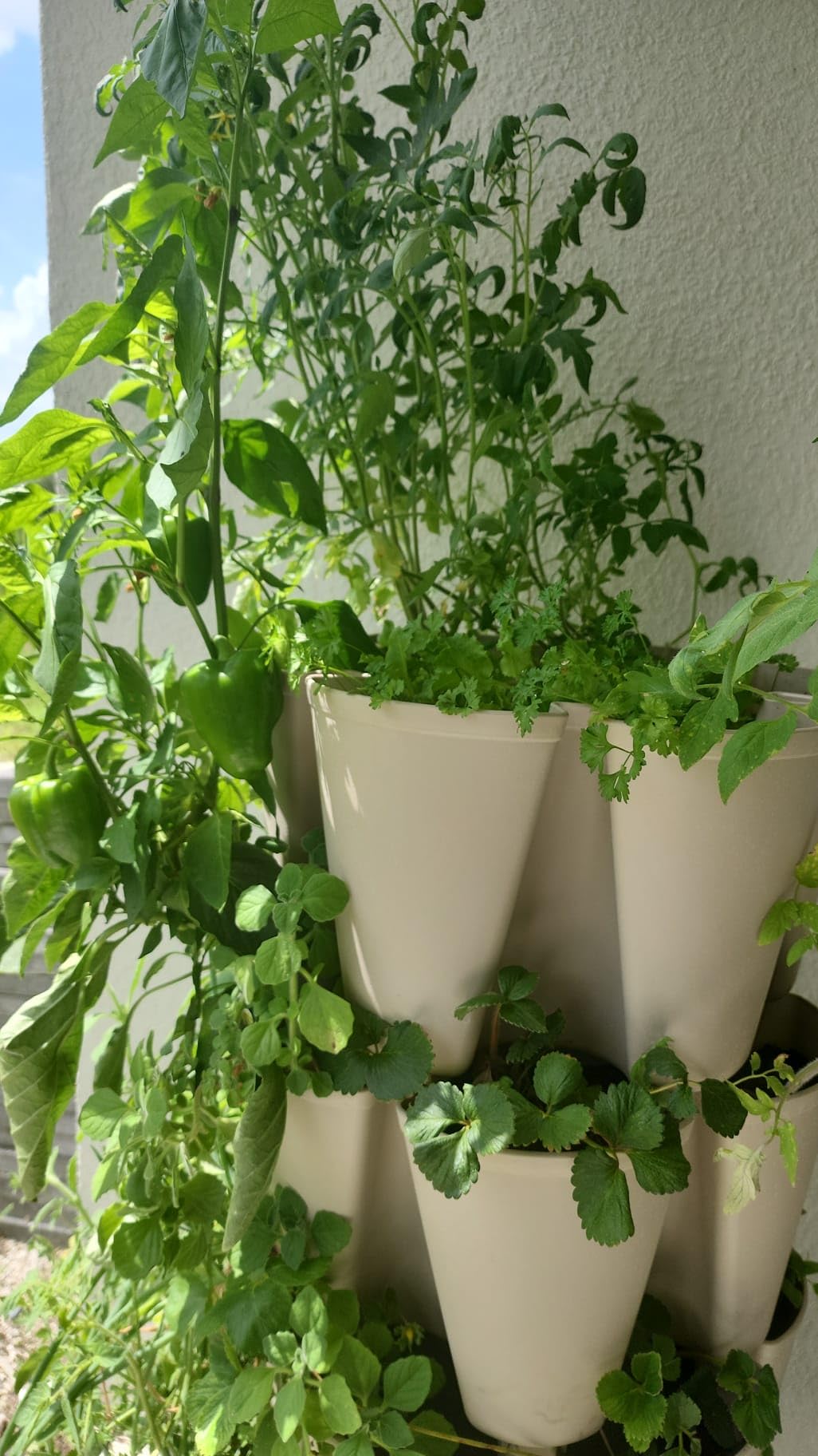 Patented Large 5 Tier Vertical Garden Planter with Patented Internal Watering System Great for Growing a Variety of Strawberries, Vegetables, Herbs, & Flowers (Evergreen) customer photo 2