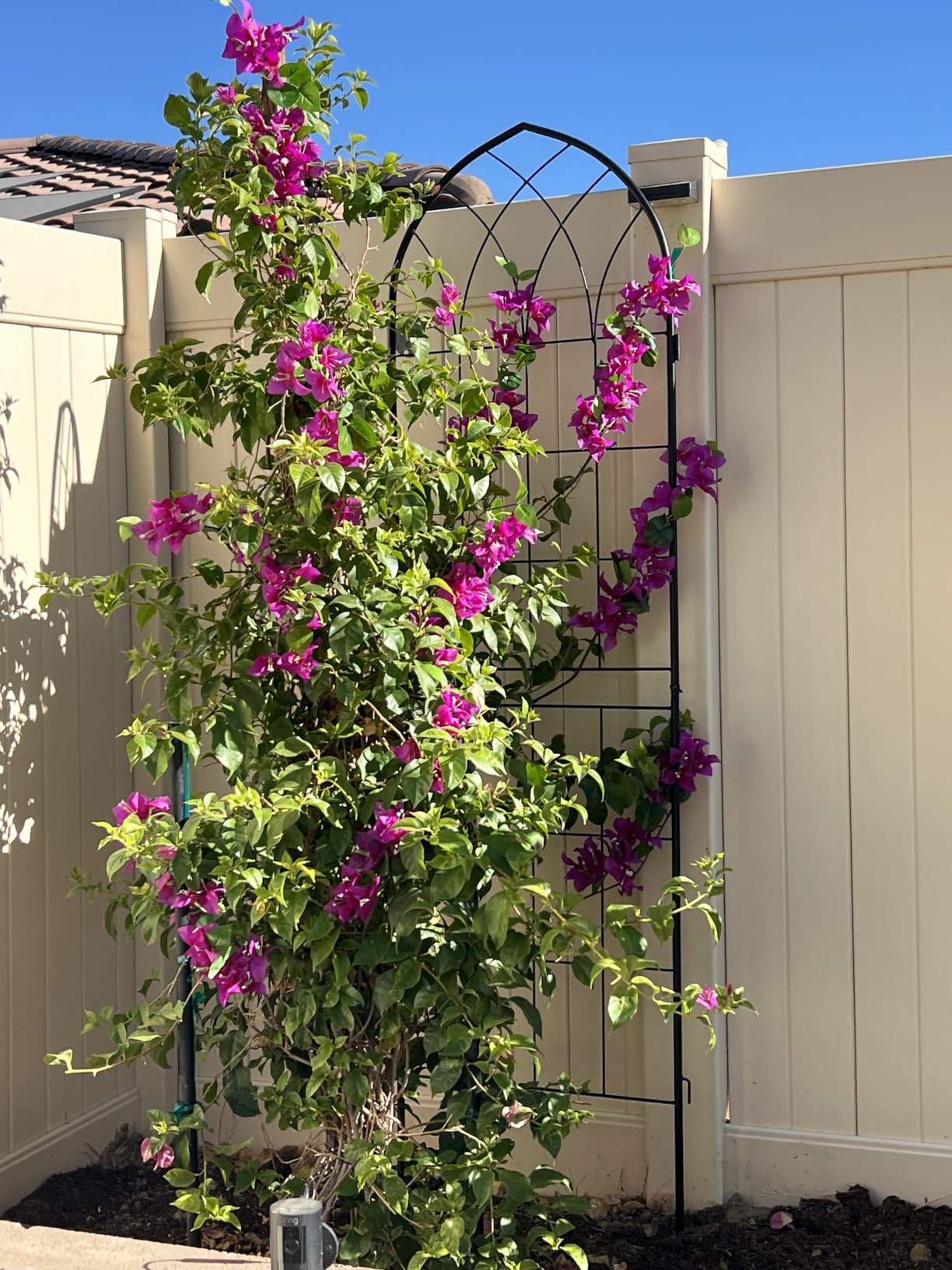 2 Pack 71x20in Rustic Iron Arch Decoration Garden Trellis with Black Metal Coating - Perfect for Supporting Climbing Plants Outdoor, Roses, Vines, Flowers, and Vegetables. customer photo 1