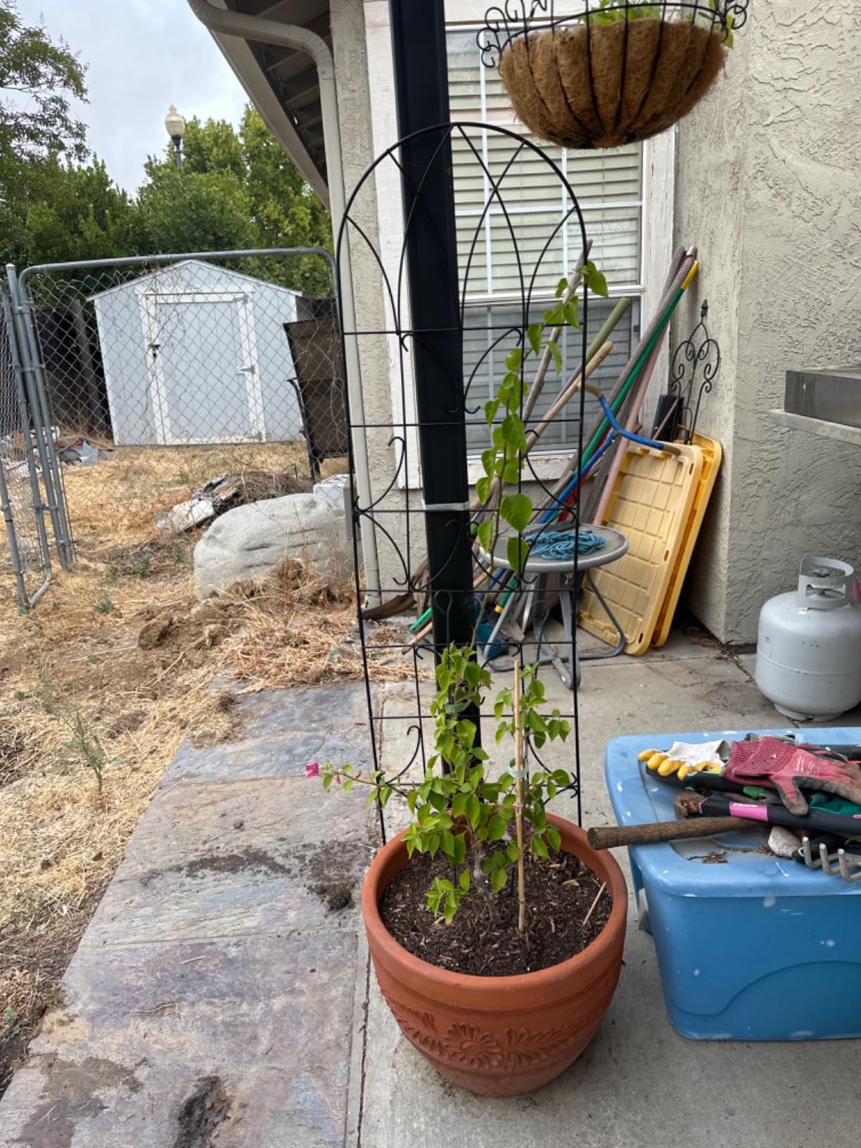 2 Pack 71x20in Rustic Iron Arch Decoration Garden Trellis with Black Metal Coating - Perfect for Supporting Climbing Plants Outdoor, Roses, Vines, Flowers, and Vegetables. customer photo 2