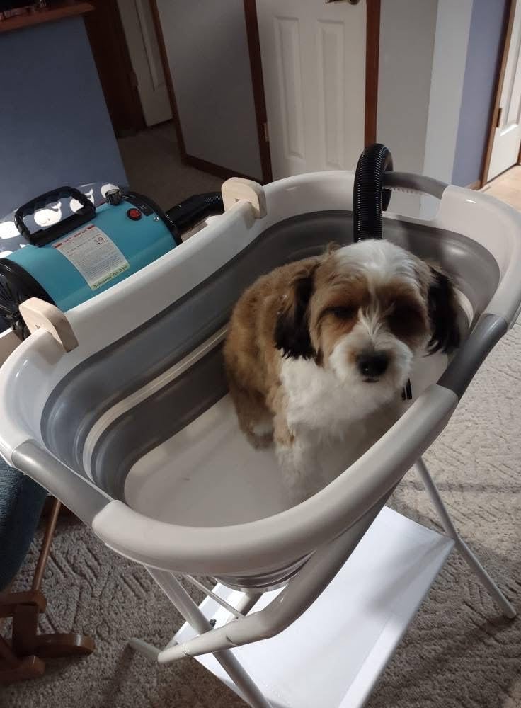 Dog Dryer, High Velocity Professional Dog Grooming Dryer | Adjustable Temperature and Speed with 4 Different Nozzles customer photo 1