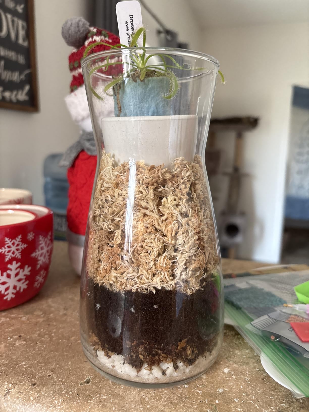 Terrarium Kit for Plants DIY (1 Gallon) | Starter Pack - Closed Ecosystem - 1 Gal Glass - Succulents, Air Plants, Bonsai, Indoor Plants - (Plants Not Included) customer photo 1
