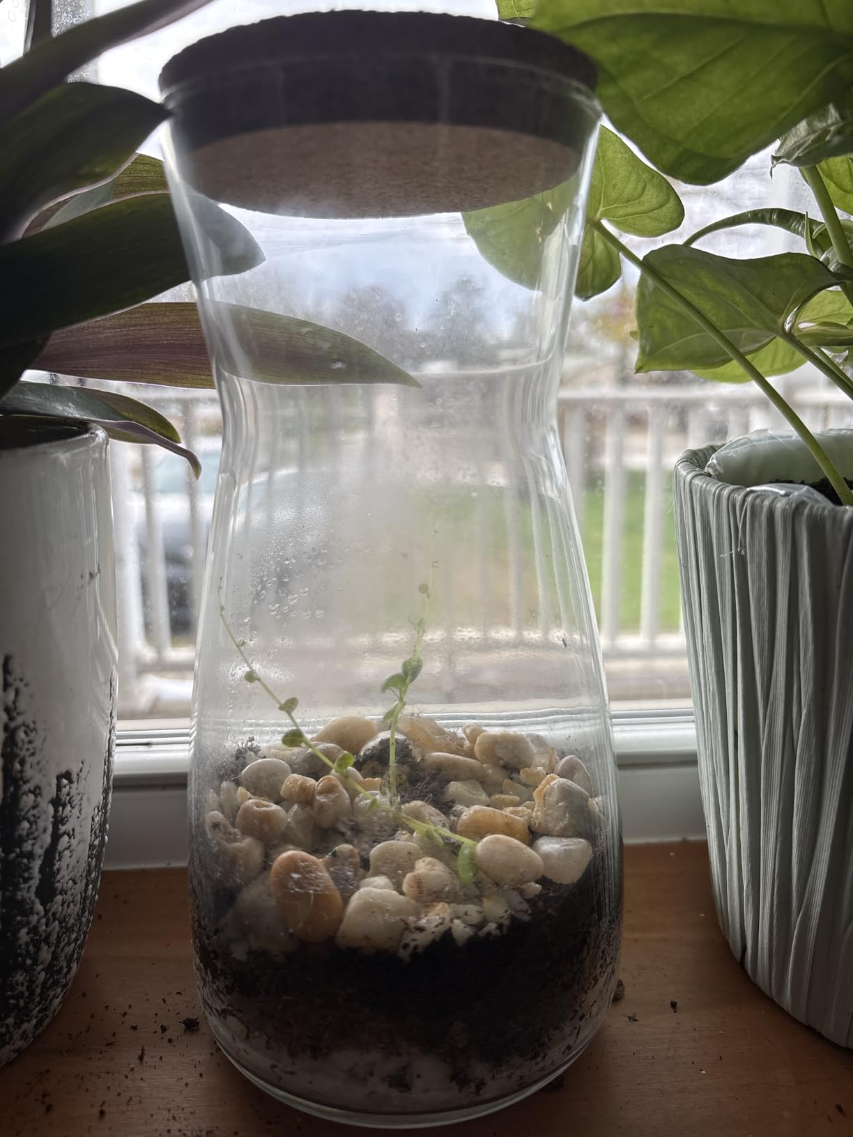 Terrarium Kit for Plants DIY (1 Gallon) | Starter Pack - Closed Ecosystem - 1 Gal Glass - Succulents, Air Plants, Bonsai, Indoor Plants - (Plants Not Included) customer photo 2