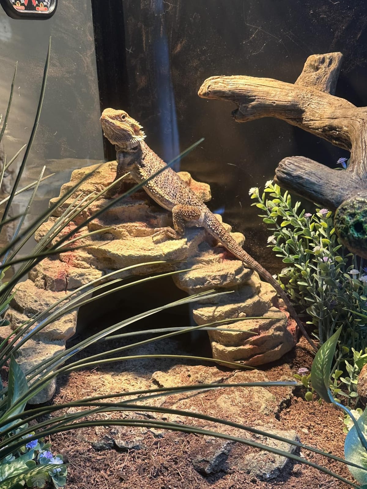 Phailozoo 120 Gallon Bearded Dragon Tank, 48