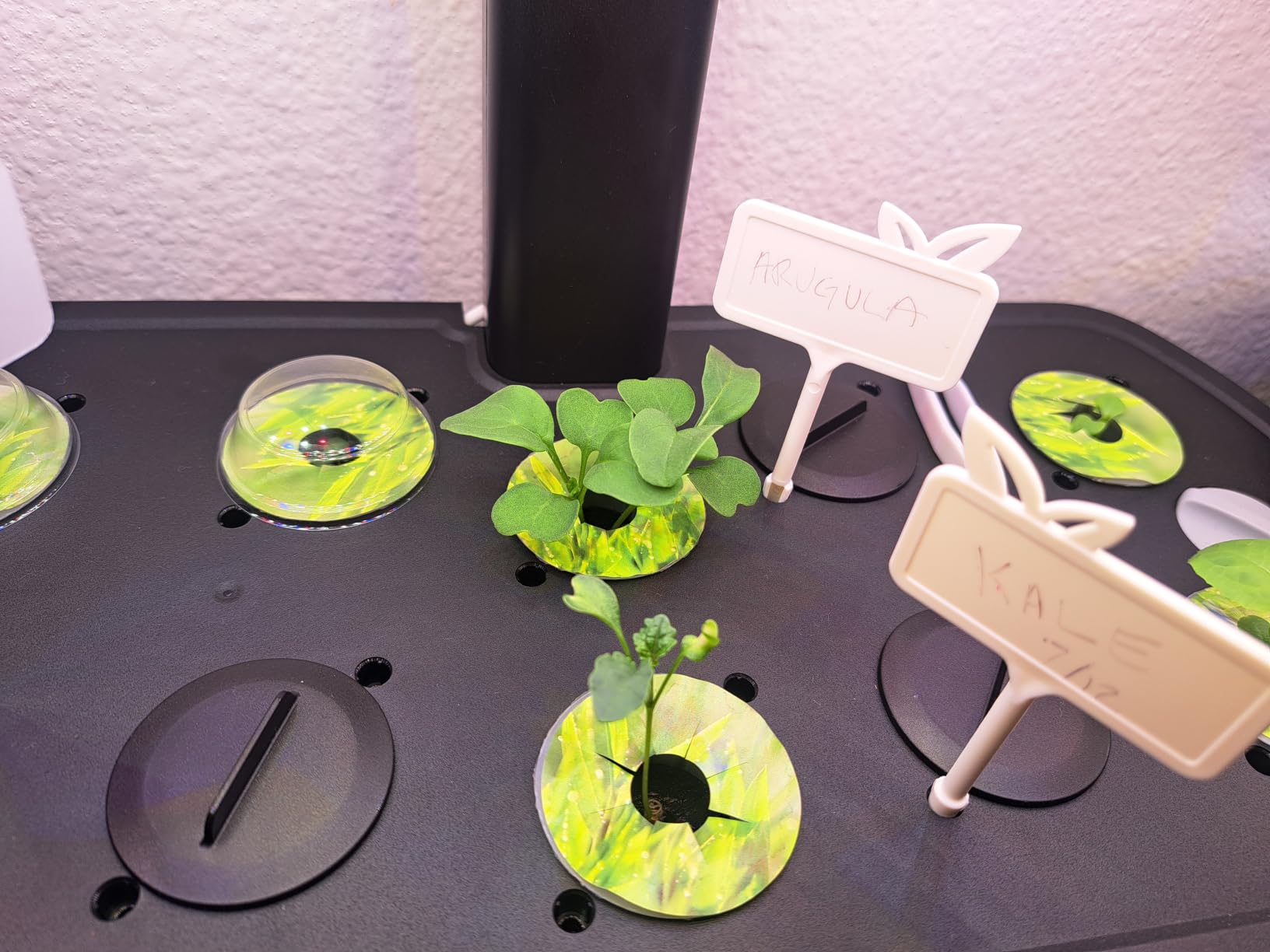 LetPot LPH-Air Hydroponics Growing System Kits, APP & WiFi Controlled Smart Indoor Garden with Adjustable 24W Grow Light Full Spectrum, 10 Pods Planter Indoor Gardening for Gifts, Kitchen, Vegetable customer photo 1