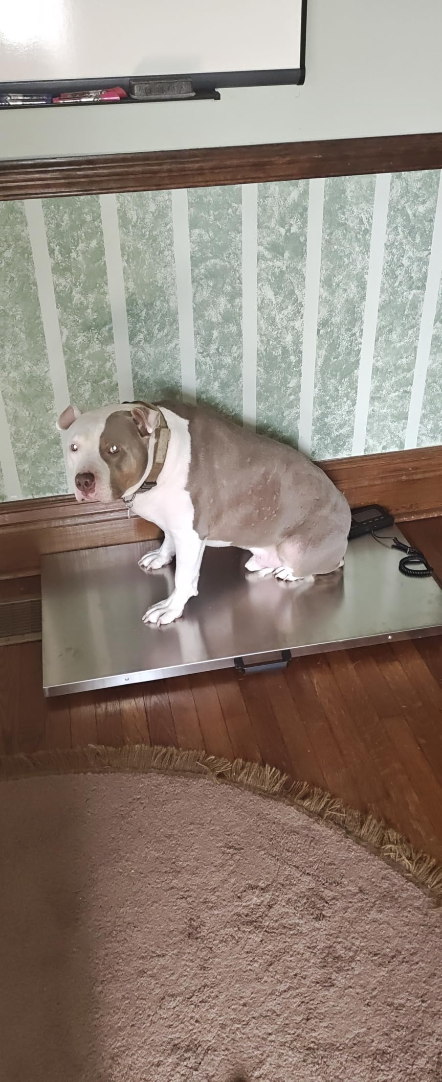 VEVOR 880Lbs x 0.2Lbs Livestock Scale Shipping Scales Large Platform 40.6x20.9Inch Stainless Steel Vet Scale Industrial Floor Scale customer photo 2