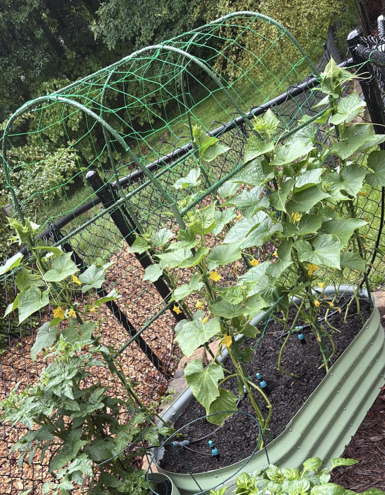 Cucumber Trellis for Raised Bed,U-Shape Garden Trellis for Climbing Plants Outdoor, Metal Arch Vegetables Trellis, Plant Support for Vine (Green, 47.2x47.2 X21.6) customer photo 1