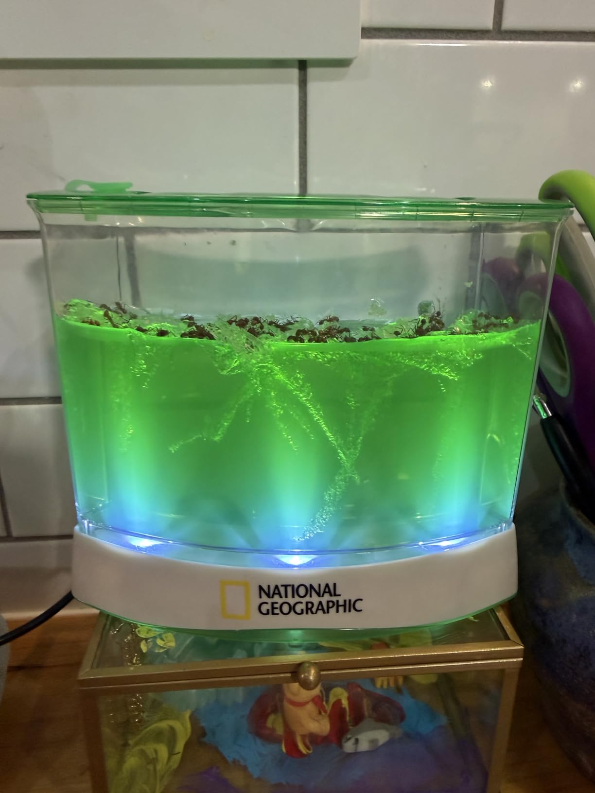 National Geographic Ant Habitat Kit for Kids with Magnifiers - Light-Up Ant Terrarium, Built-In Magnifiers, Tunnel Starter Tool, 360-Degree Viewing, STEM Activity customer photo 1