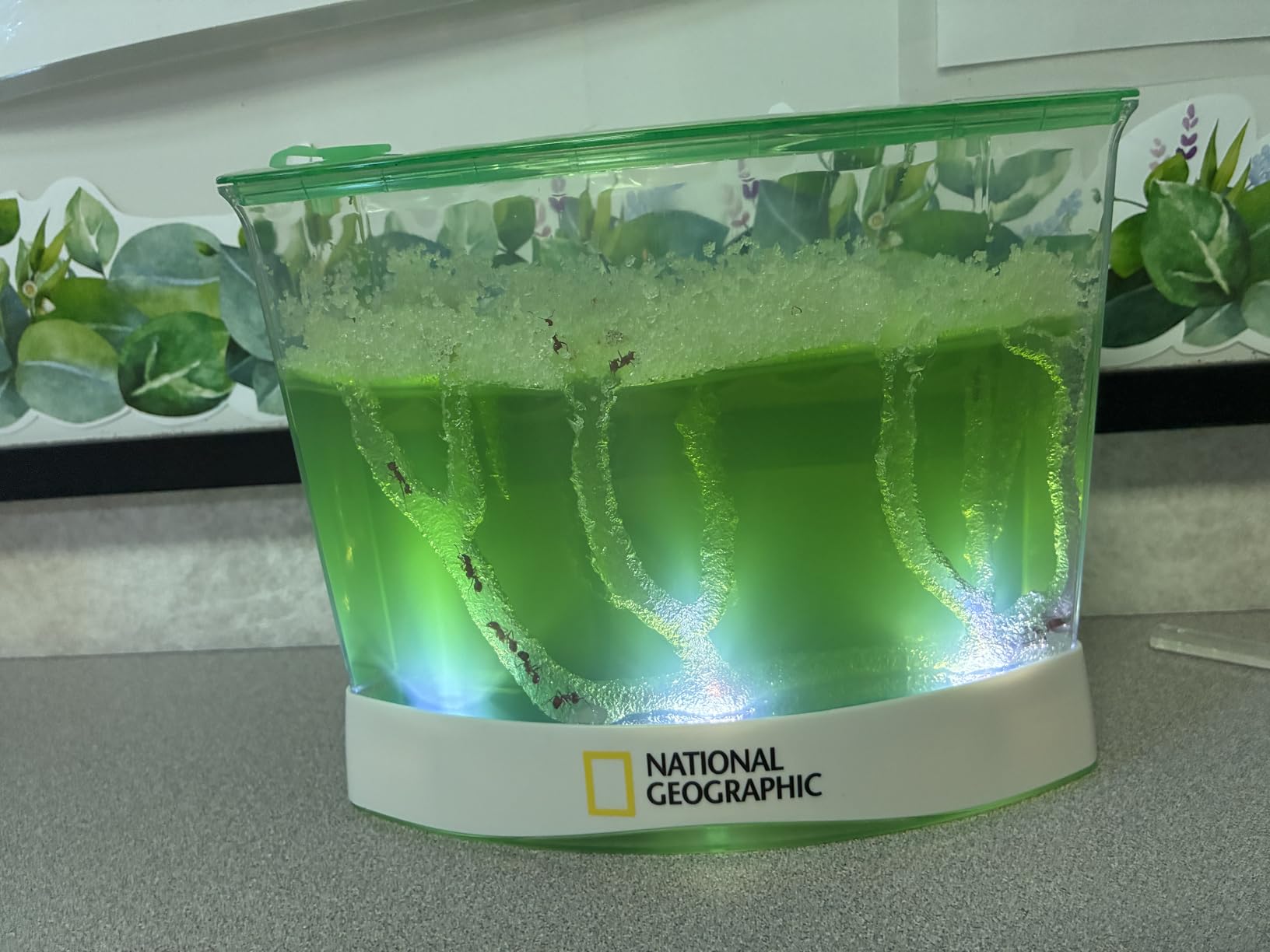 National Geographic Ant Habitat Kit for Kids with Magnifiers - Light-Up Ant Terrarium, Built-In Magnifiers, Tunnel Starter Tool, 360-Degree Viewing, STEM Activity customer photo 2