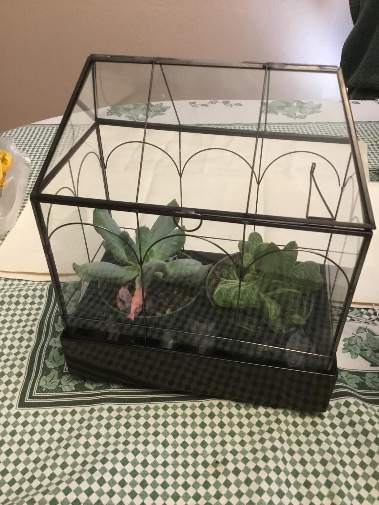 Glass Terrarium with Metal Tray, Glass Greenhouse Terrarium Kit for Succulents, Cacti, Snails, Spiders, and Miniature Reptiles, Black (Large-9.45