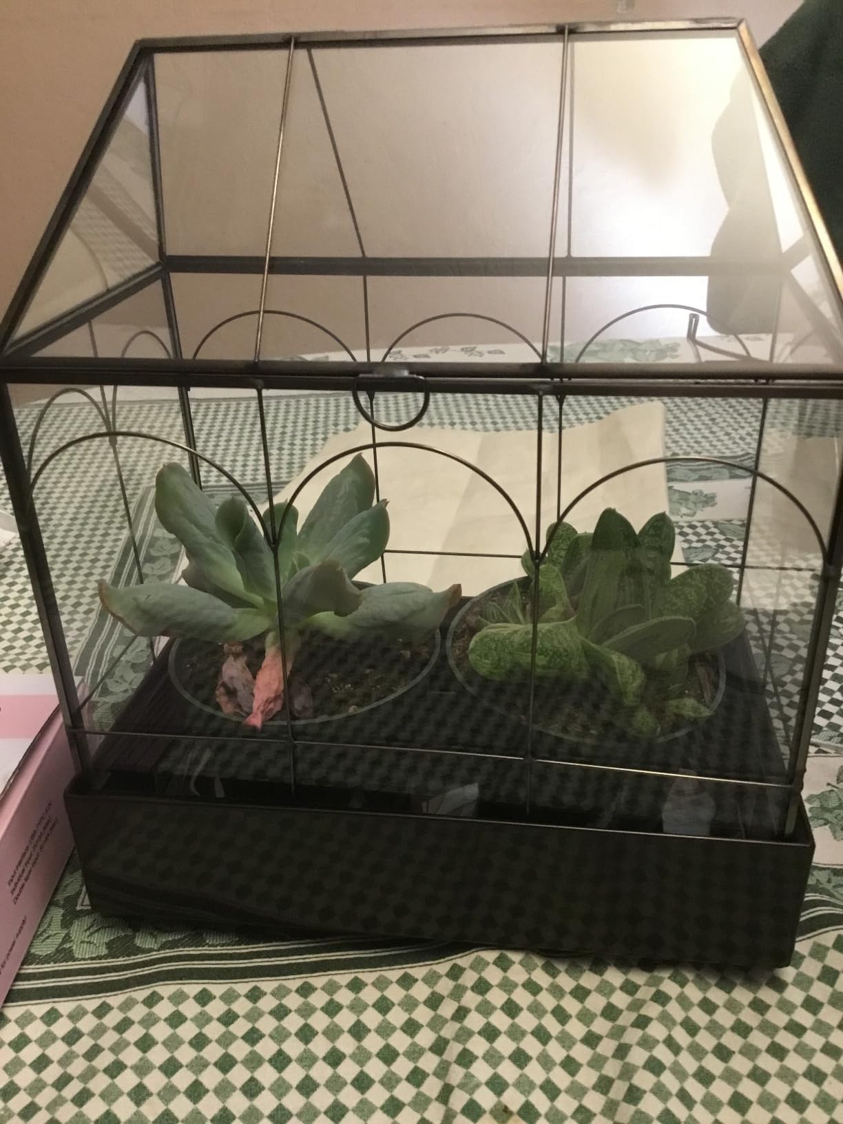 Glass Terrarium with Metal Tray, Glass Greenhouse Terrarium Kit for Succulents, Cacti, Snails, Spiders, and Miniature Reptiles, Black (Large-9.45