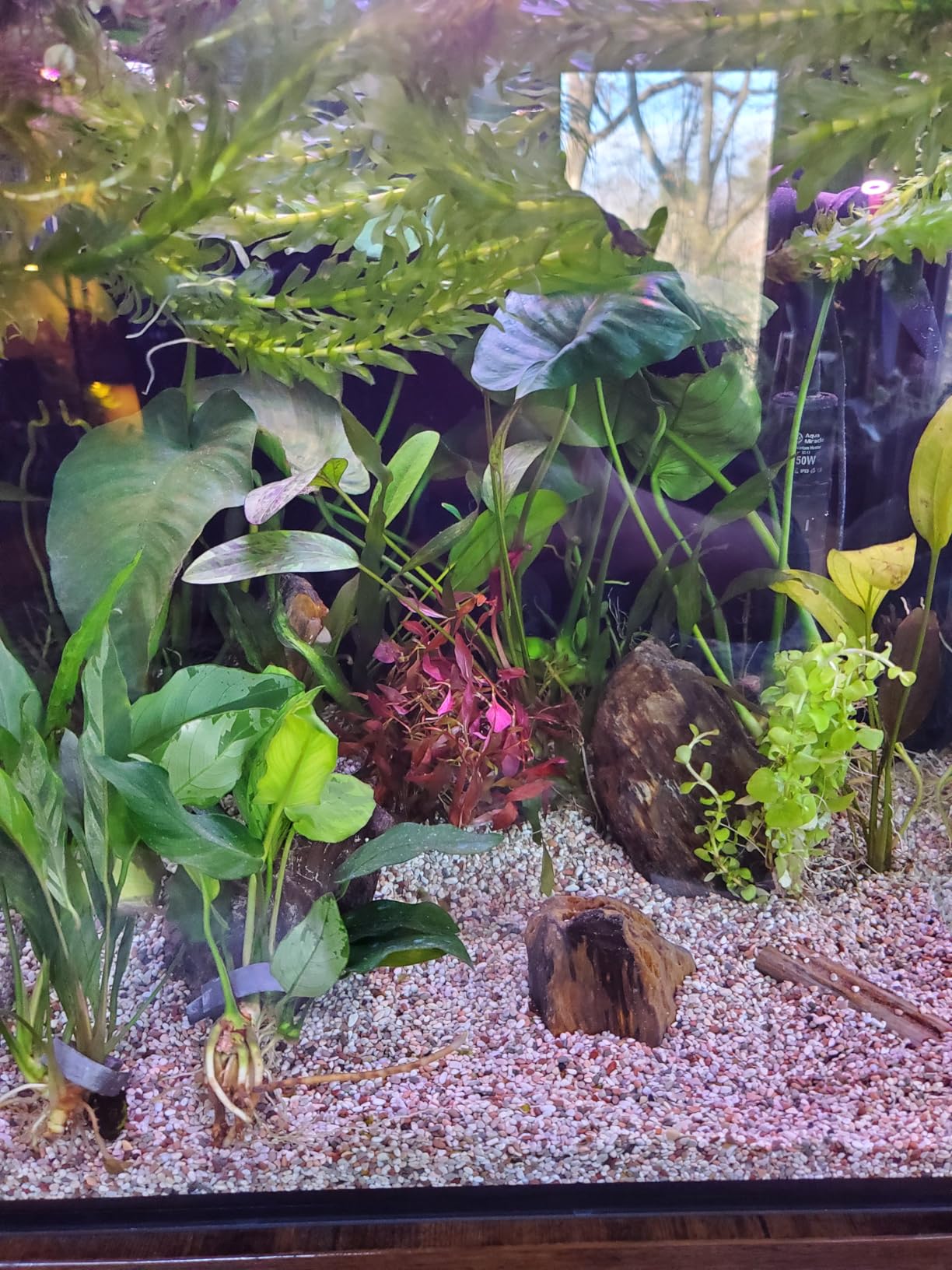 Innovative Marine Starter Kit Aquariums (20 Gallon Long) customer photo 1