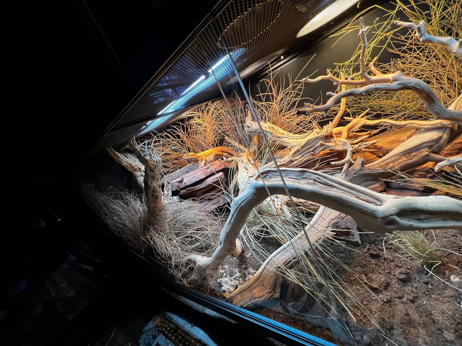 Reptile Habitats 5x2x2 (150 Gallon) Reptile Enclosure PVC Panels, Glass Doors, Lightweight, Easy to Assemble, Heavy Duty Screen, Aluminum Frame customer photo 1