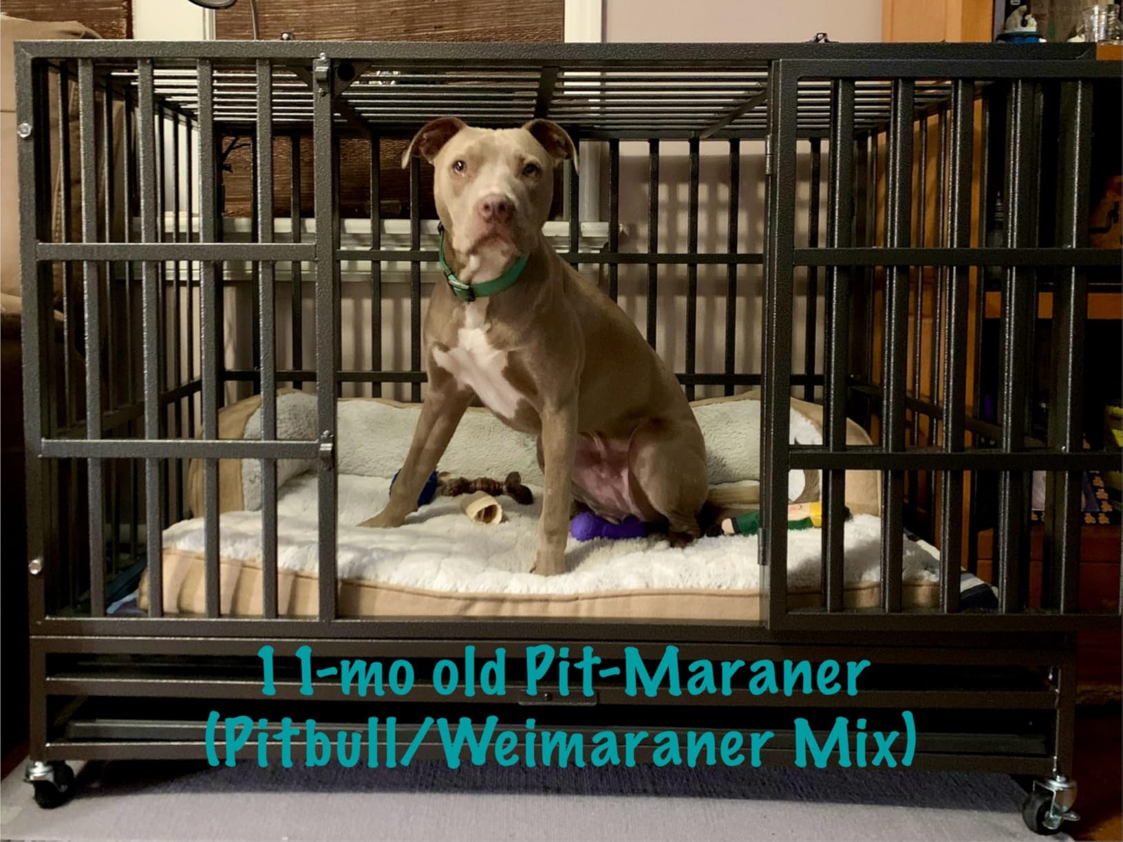 Oranland 48 inch Heavy Duty Indestructible Dog Crate,2025 New Upgraded Reinforced Baseplate for Large Dogs,XL Dog Crate for High Anxiety Dogs/Max Load Capacity 250lbs/Double Door with Wheels customer photo 2