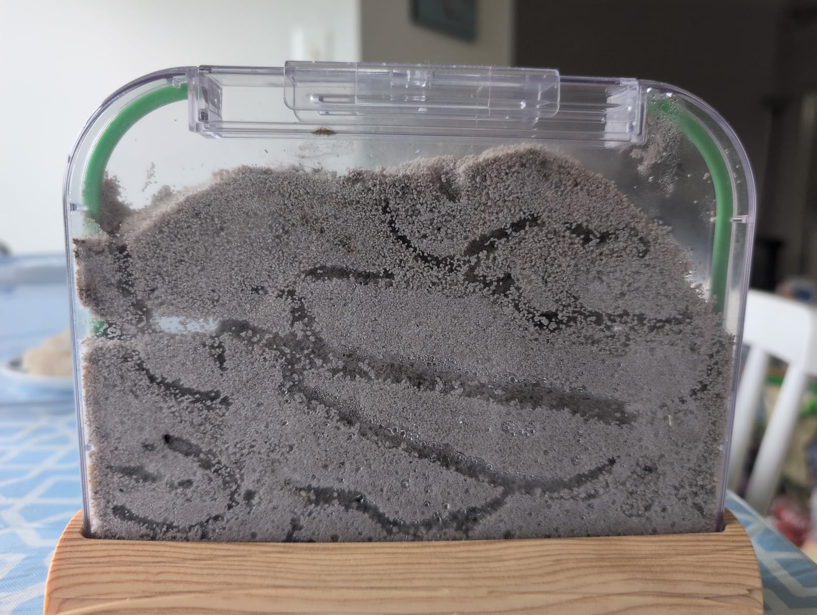 Ant Farm Kit for Kids - Farms Colony - Includes Ants Voucher - Sand Habitat - Bug Terrarium House - Educational Science Gifts for Kid - Nature Learning Toys for Boys, Girls & Adults customer photo 1