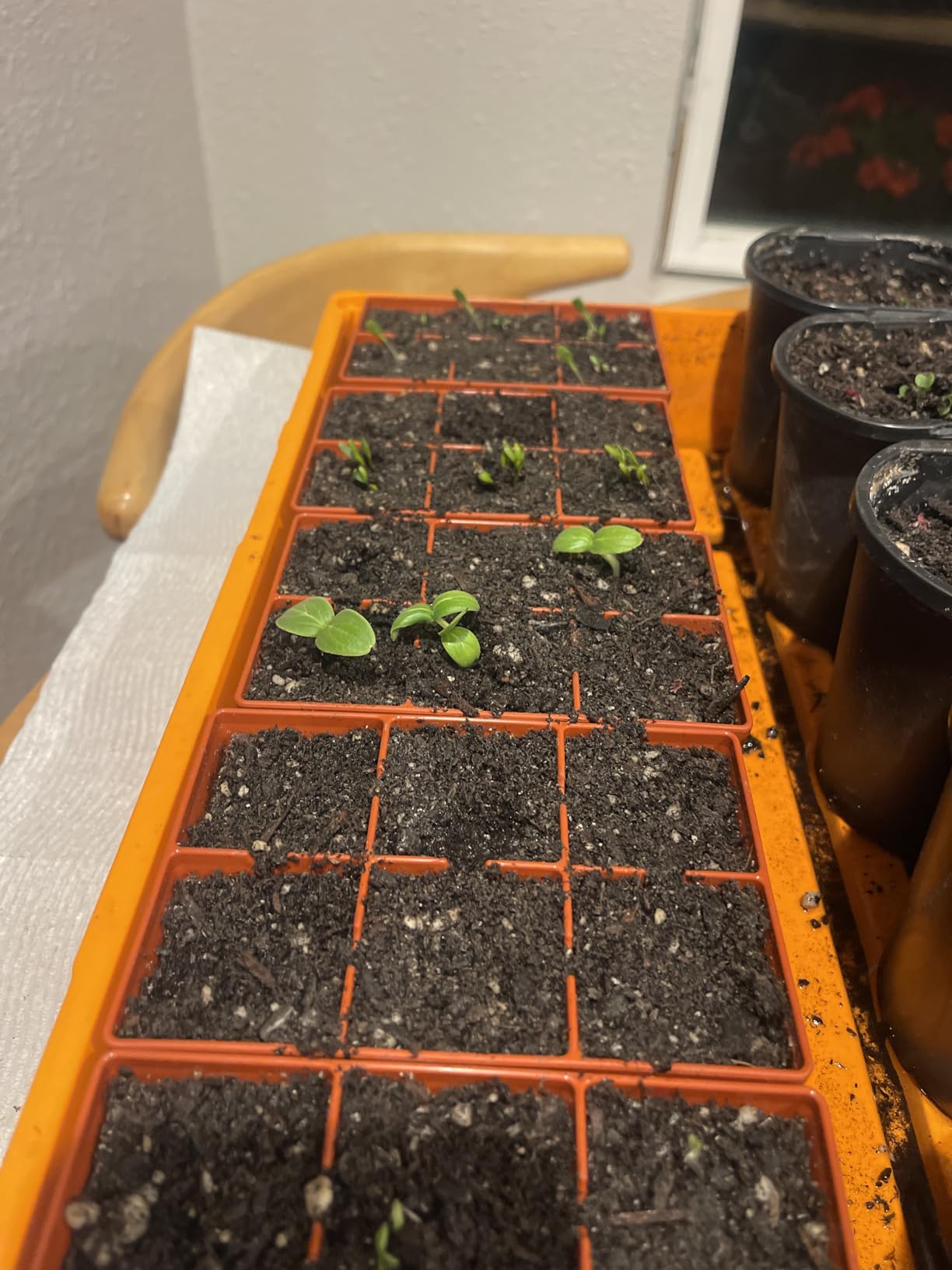Epic Gardening Reusable Seed Starter Tray - Easy Watering Seed Starting Trays - UV-Treated & BPA-Free - 6-Cell Seed Starting Trays (Sage Green) customer photo 2