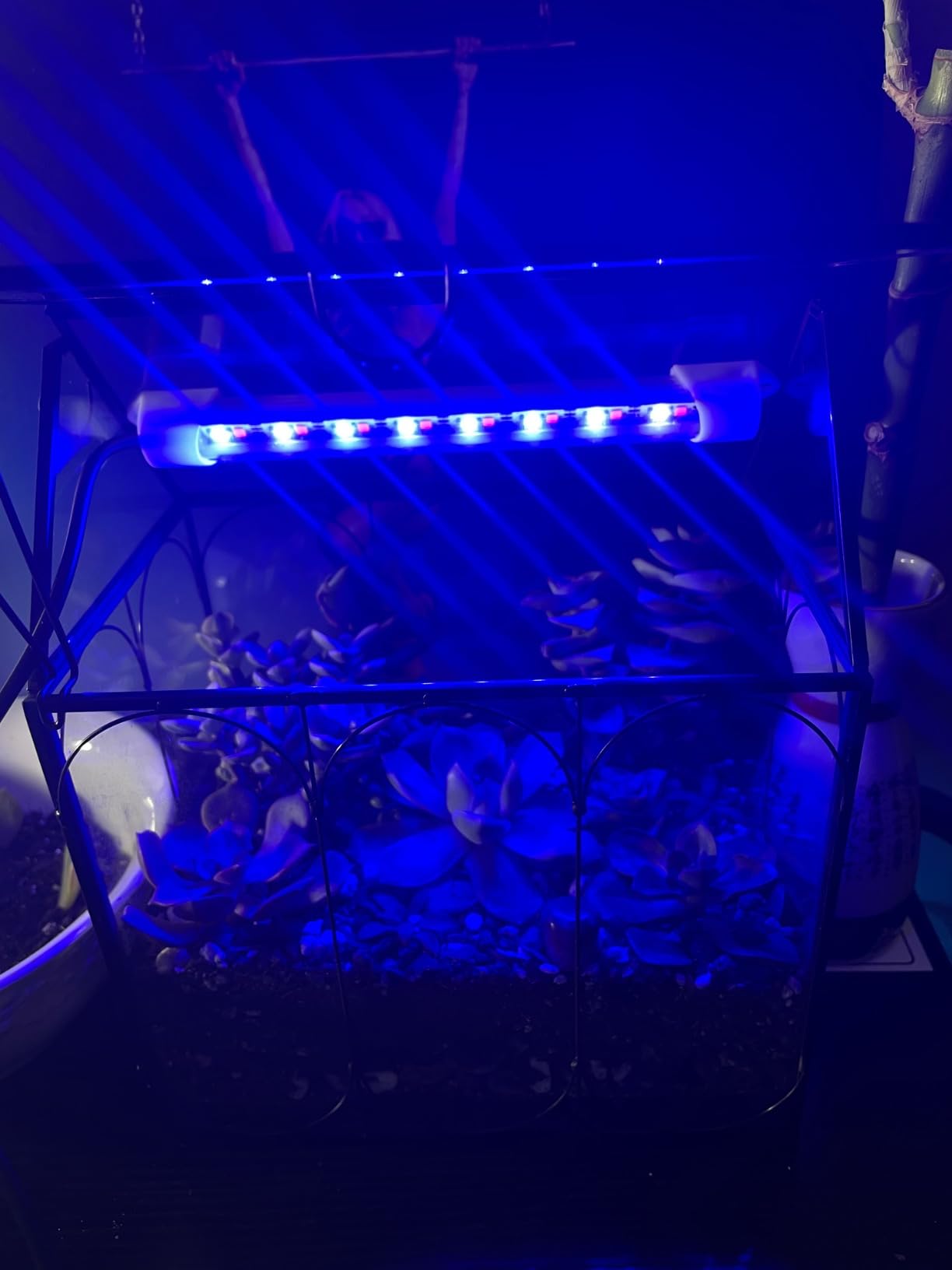 RIFNY Plant Terrarium with Grow Light, Glass Terrarium 7.1 x 4.8 x 8.8 Inch | Terrarium with LED Grow Light and Absorbent Mat for Venus Fly Trap Succulent Live Air Plants Indoor Home Office Decor customer photo 2