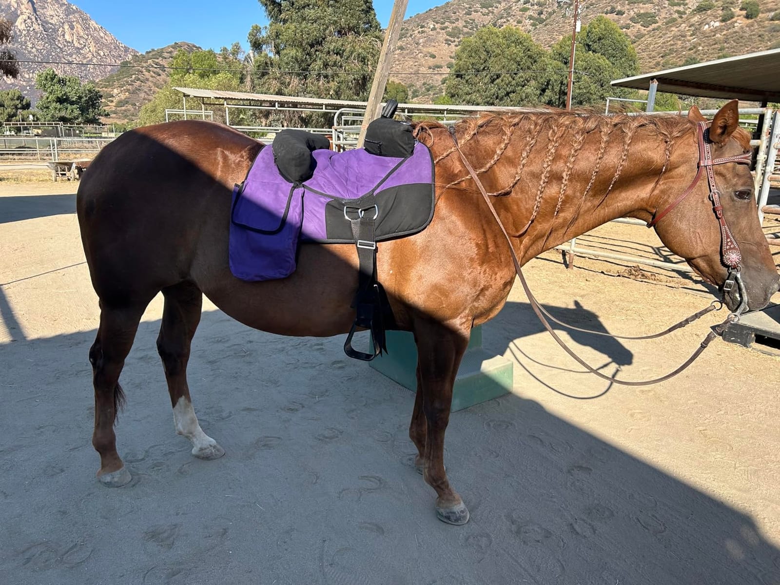 CHALLENGER Horse Western Deluxe Bareback Trail Saddle Pad w/Pockets Girth Stirrups 39TS07 customer photo 2
