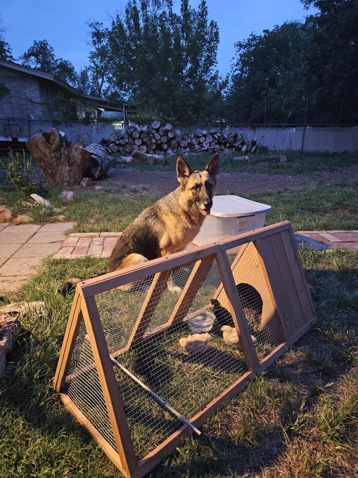 Outdoor Chicken Coop Wooden A-Frame Small Animal Coop Rabbit House Quail Cages with Outdoor Runs & Ventilated Wire Fence Suitable for Garden Backyard Farms 47 x 18 x 19.5 in customer photo 2