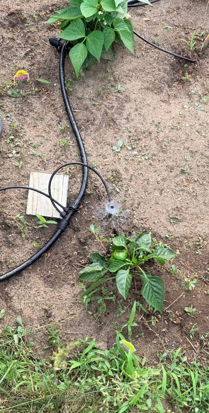 Push-to-Connect Drip Irrigation System Kit, Complete Premium Garden Watering System with 50FT 1/2