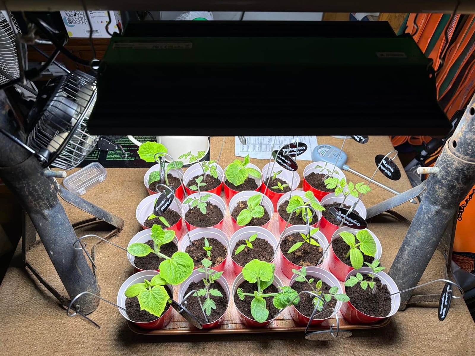VIPARSPECTRA P700 Grow Light, 70 Watt Dimmable Full Spectrum Plant Light, LED Grow Lights for Indoor Plants Seed Starting Seedlings Vegetable,11000 Lumens Small Hanging Growing Lamp for 2x2 Grow Tent customer photo 2