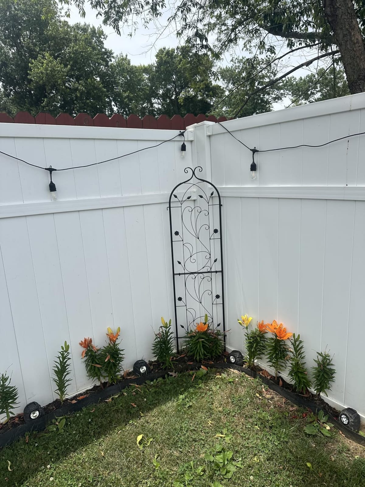 VEVOR Garden Trellis for Climbing Plants, 87 x 20 in, 4 Packs Rustproof Metal Garden Flower Rose Trellis, Outdoor Climbing Clematis Trellis Cucumbers Support for Courtyards Lawns customer photo 1