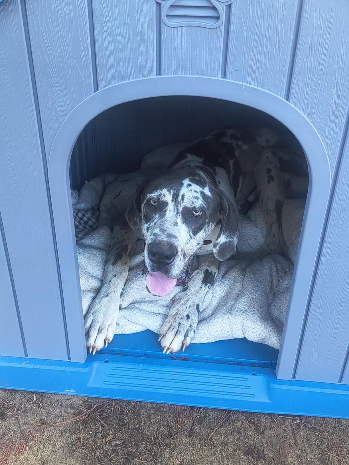 DRATO Large Dog House Indoor Outdoor Waterproof,Puppy Shelter with Air Vents and Elevated Floor,Sturdy Dog Kennel for Small to Large Sized Dogs, Easy to Assemble (Blue, 38.62×36.26×38.07 Inches) customer photo 1