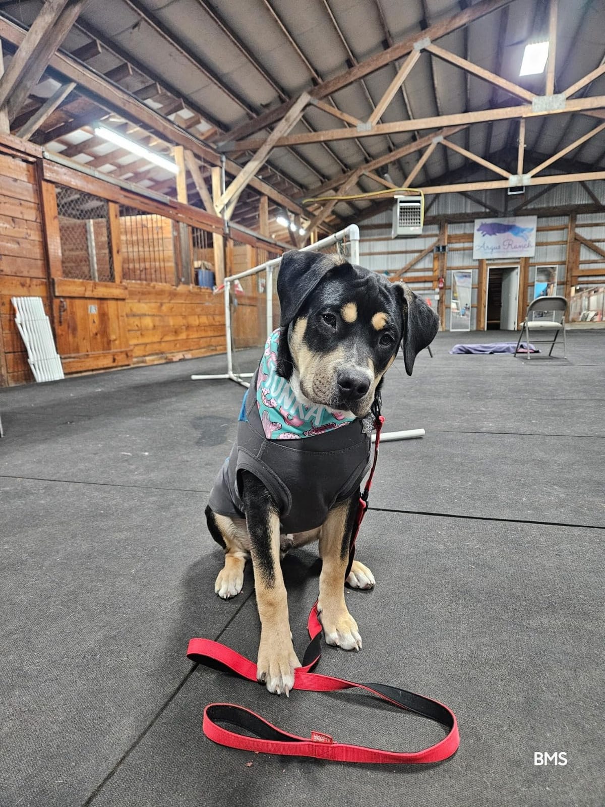 Fi Series 3+ GPS + Health Dog Collar, Blue, Large, 12-Month Membership | Smart GPS dog collar with live tracking, health & behavior, Escape Alerts, LED light. Waterproof and Apple Watch compatible. customer photo 2