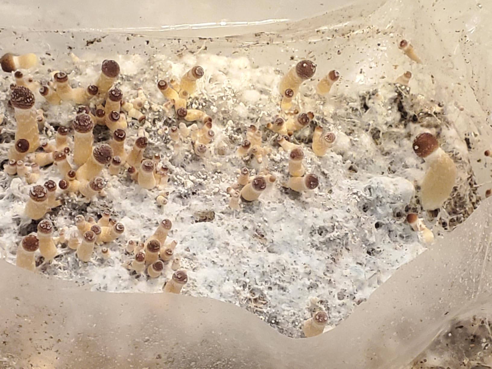 Mushroom Grow Kit - All-in-One 4LB Grow Bag with Self-Healing Port - Fast-Colonizing Universal Substrate for Any Mushroom - Multi-Flush High-Yield - USA Made customer photo 1
