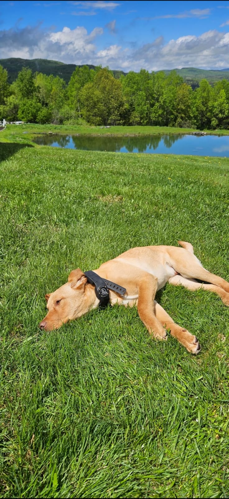 Nova GPS Dog Fence Collar, App-Controlled Wireless Fence | Wireless GPS dog fence collar with no subscription required for unlimited fences, any shape, any size, anywhere customer photo 1