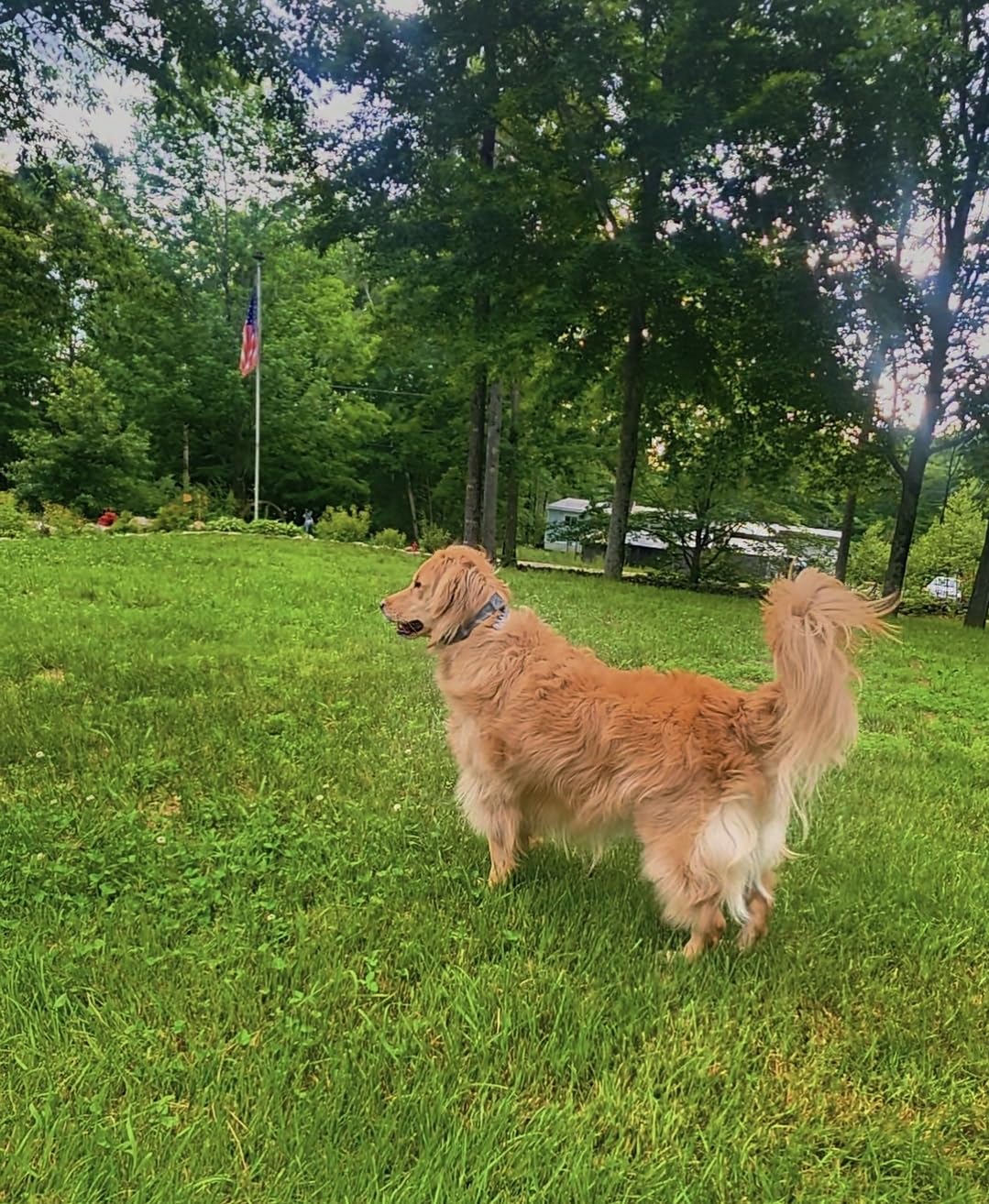 Nova GPS Dog Fence Collar, App-Controlled Wireless Fence | Wireless GPS dog fence collar with no subscription required for unlimited fences, any shape, any size, anywhere customer photo 2
