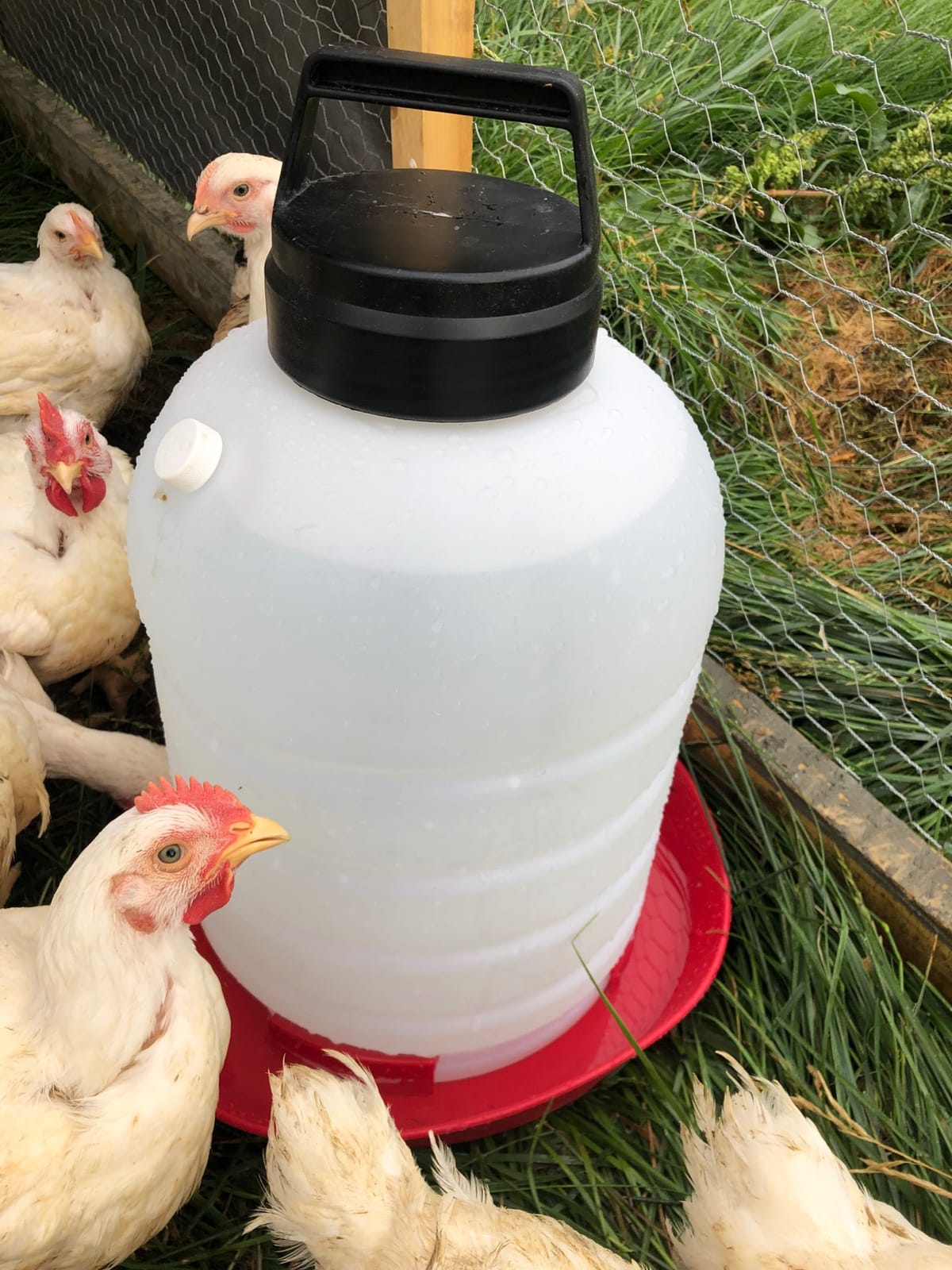 FARM-TUFF Premium 5-Gallon Hanging Chicken Waterer - BPA-Free Plastic, Top-Fill Poultry Fountain for Chickens, Ducks, Turkeys & Game Birds customer photo 2