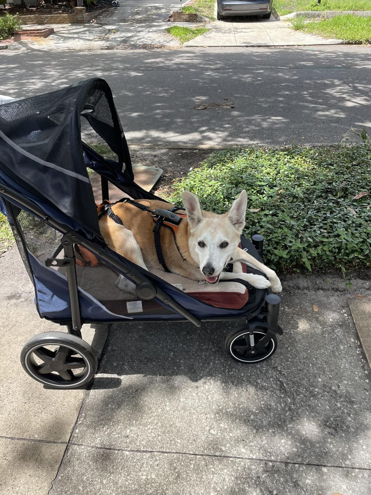 CANINE CANYON All-Terrain Pet Stroller for Large & Medium Dogs | Easy fold, 130 lbs capacity for 2 dogs. Dual entry, 1-foot brake, sunroof & breathable windows for outdoor adventures, Blue customer photo 1
