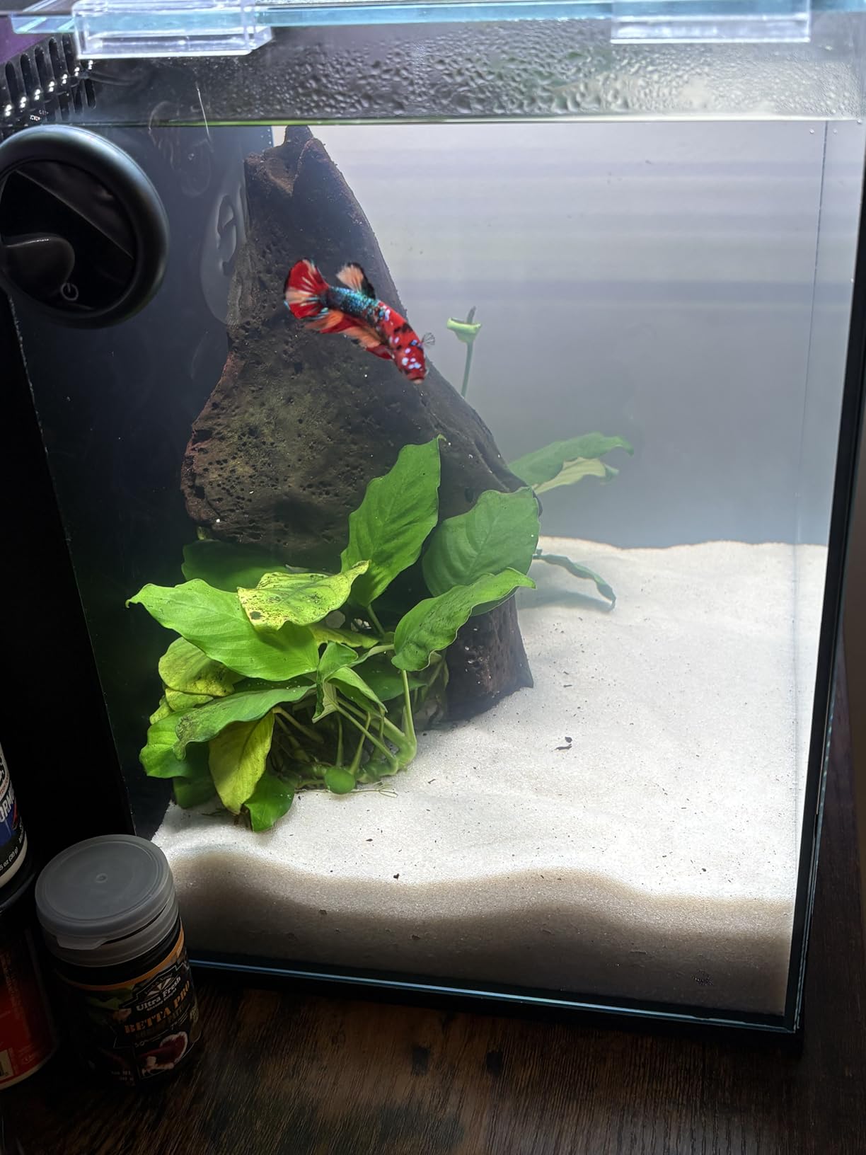 Ultum Nature Systems Dual AIO - Freshwater/Saltwater Compatible, All in One Rimless Tank with Triple Chamber Filtration System, Integrated Filter Aquarium with Leveling Mat - 6 Gallon, 45SA, Black customer photo 1