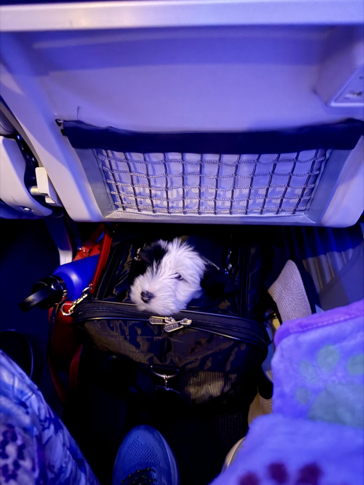 Sherpa Original Deluxe Travel Pet Carrier, Airline Approved & Guaranteed On Board - Black, Medium customer photo 1