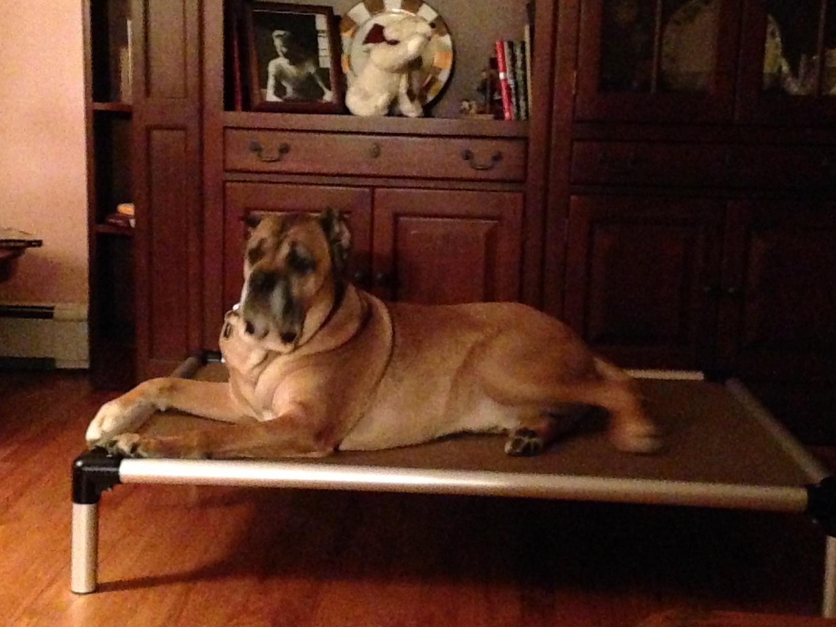 Kuranda Chewproof Elevated Dog Bed - Silver Aluminum - 44