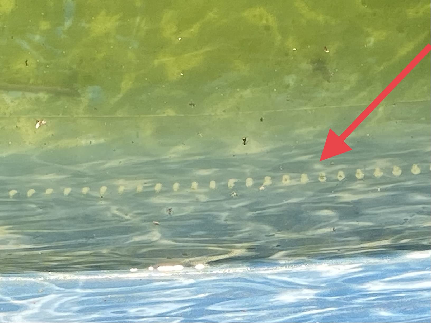 Pentair 360100 Kreepy Krauly Lil Shark Above Ground Pool Cleaner customer photo 2