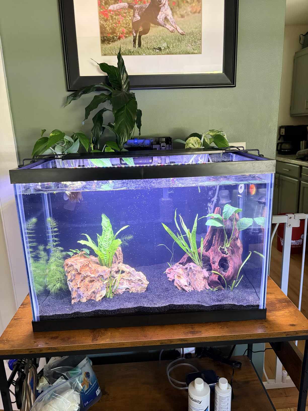 Tetra Complete 20 Gallon Fish Tank Kit for Freshwater & Saltwater Fish customer photo 1