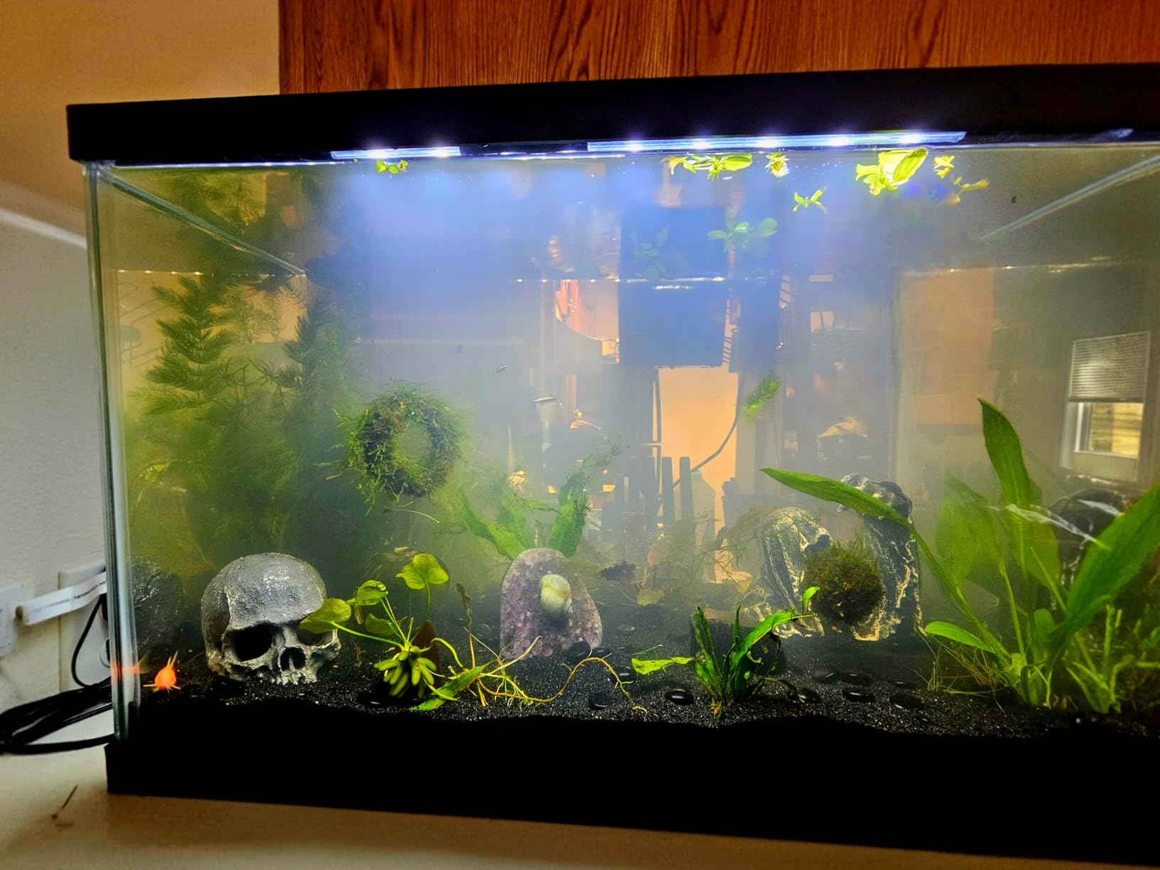 Tetra Complete 20 Gallon Fish Tank Kit for Freshwater & Saltwater Fish customer photo 2