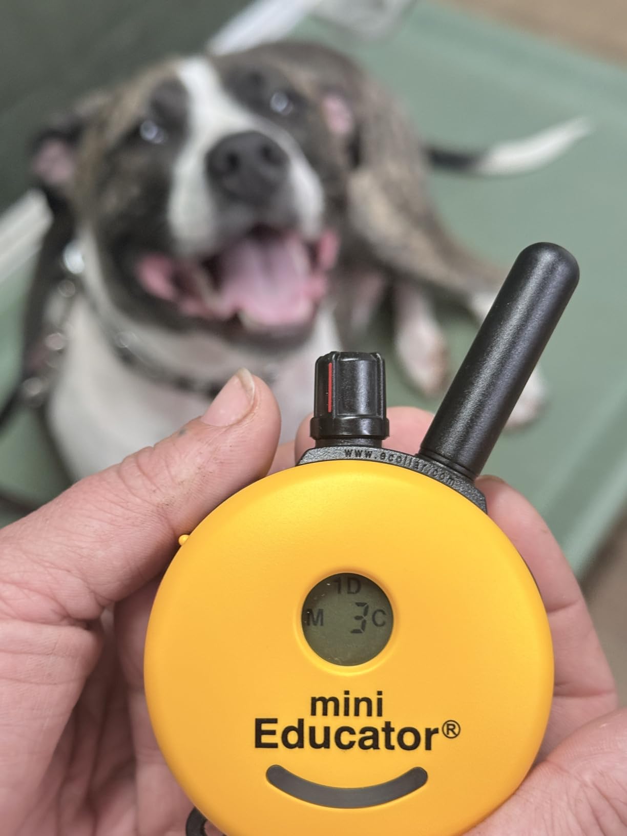 Educator ET-300 Mini E Collar for Dog Training with Remote - 1/2 Mile Range, Waterproof, 100 Blunt Stimulation Levels, Tone or Vibration Mode, Night Light Tracking for Small, Medium & Large Dogs customer photo 2