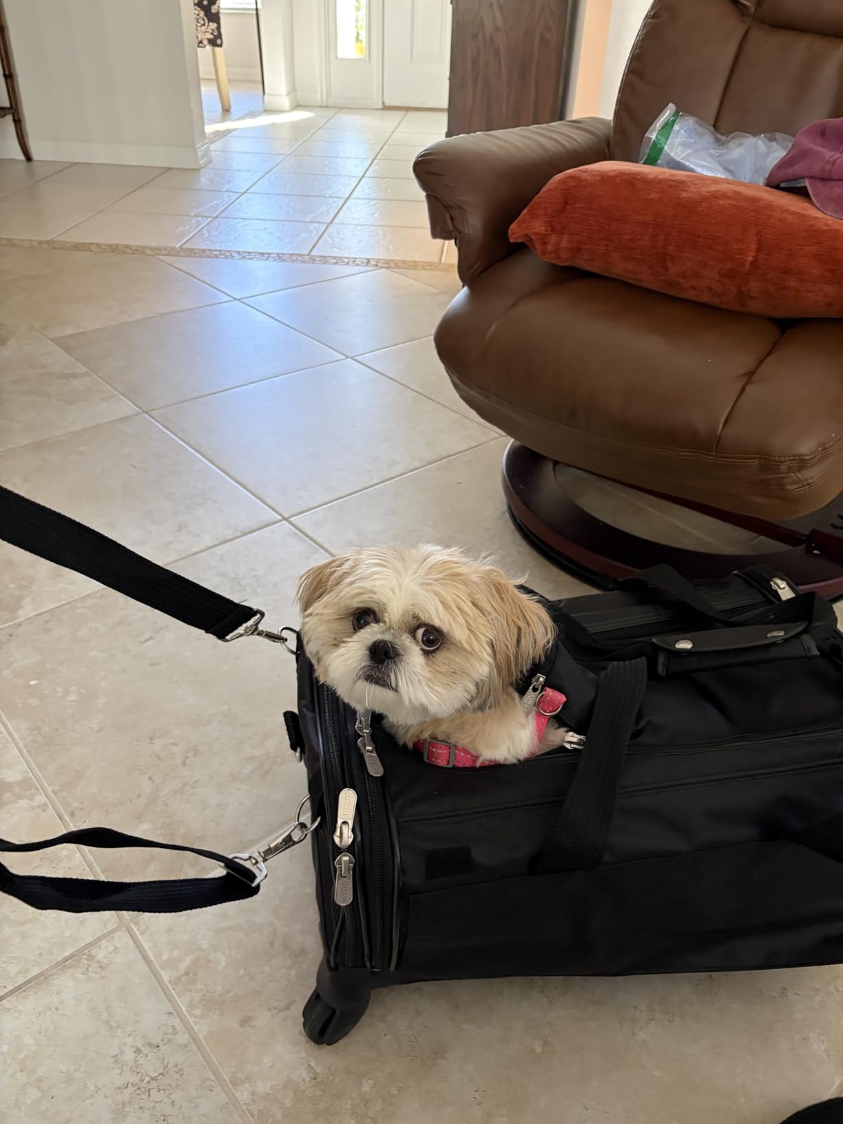 Sherpa on Wheels Indoor Pet Dog Carrier, Black Large for All Breed Sizes customer photo 2