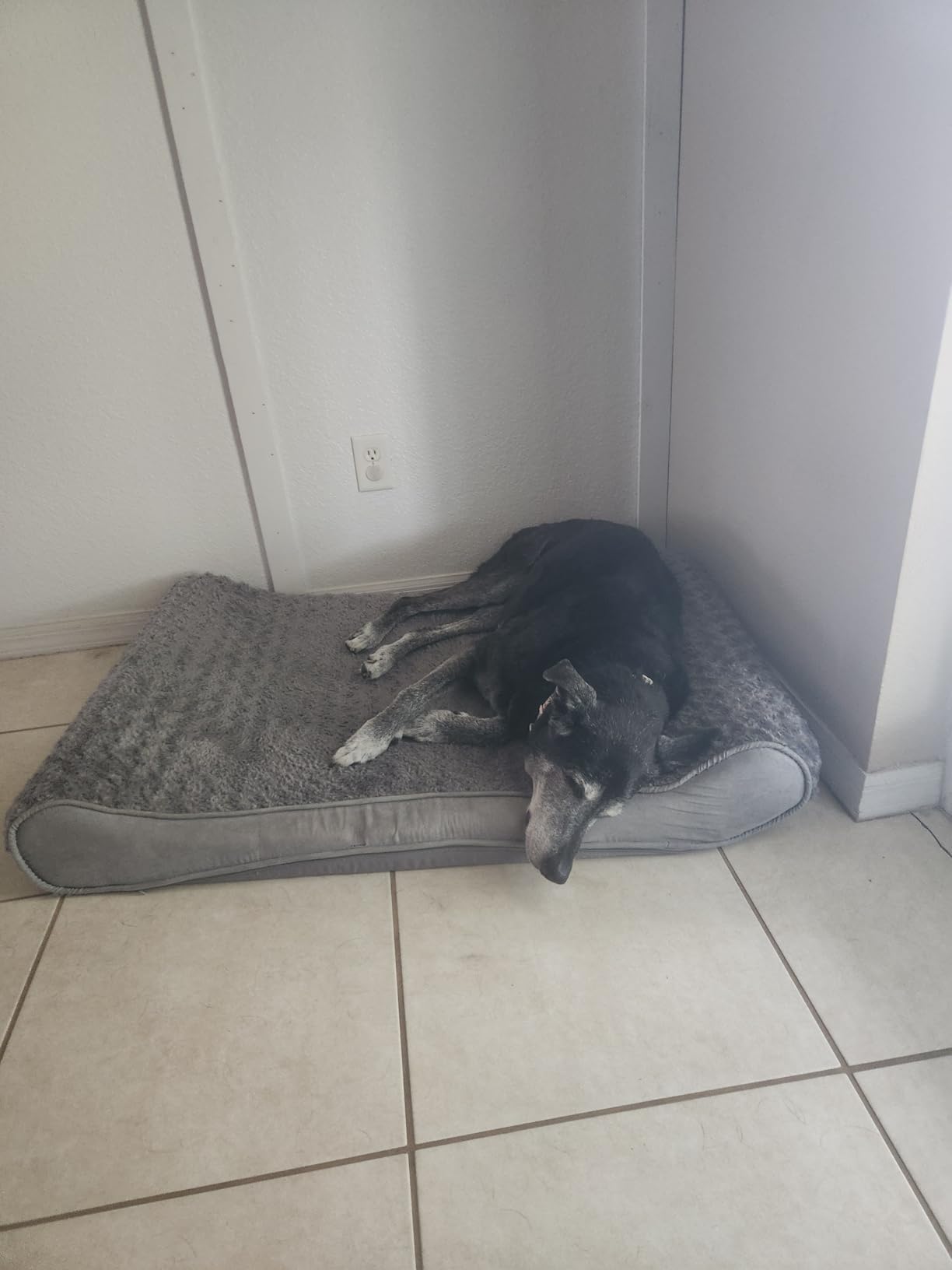 FurHaven Orthopedic Dog Bed for Large Dogs, Luxe Lounger Contour Mattress with Solid Orthopedic Foam Slab for Joint Support, Removable Washable Cover, Jumbo XL, Plush Suede, Gray customer photo 1